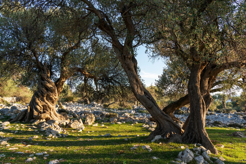 olivenbäumen